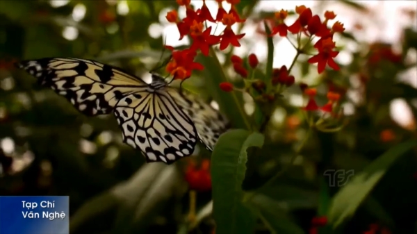 Vũ điệu hoa và bướm